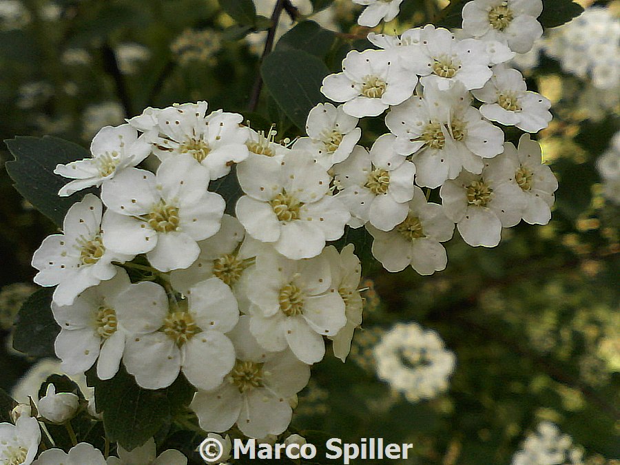 Arbusto fiorito da determinare - Spiraea crenata